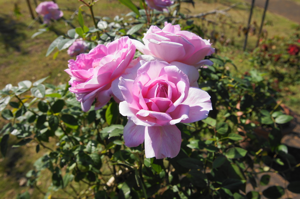 f:id:shigeo-t:20201031140853j:plain