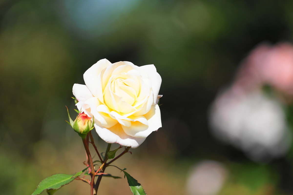 f:id:shigeo-t:20201031140940j:plain