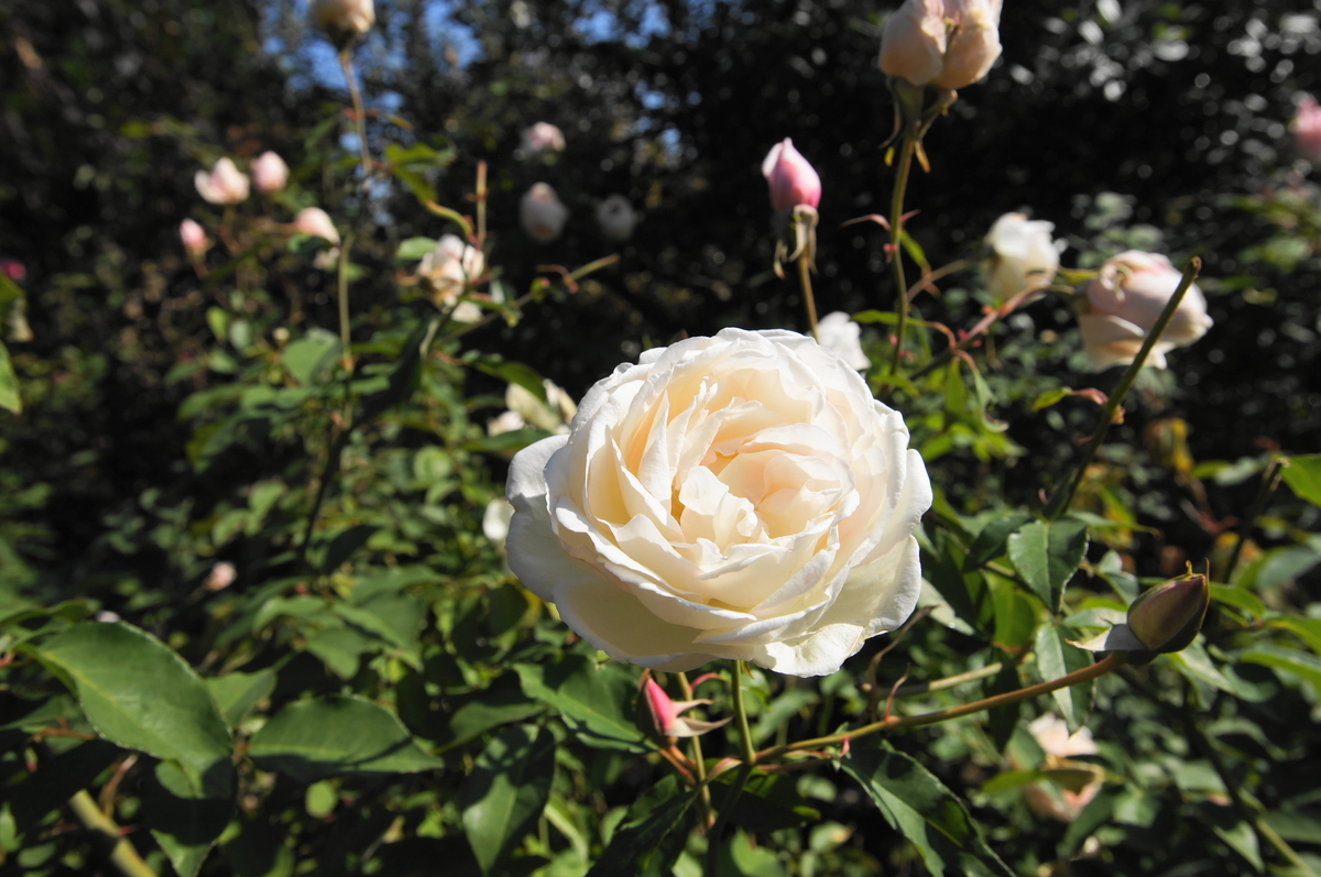 f:id:shigeo-t:20201031140953j:plain