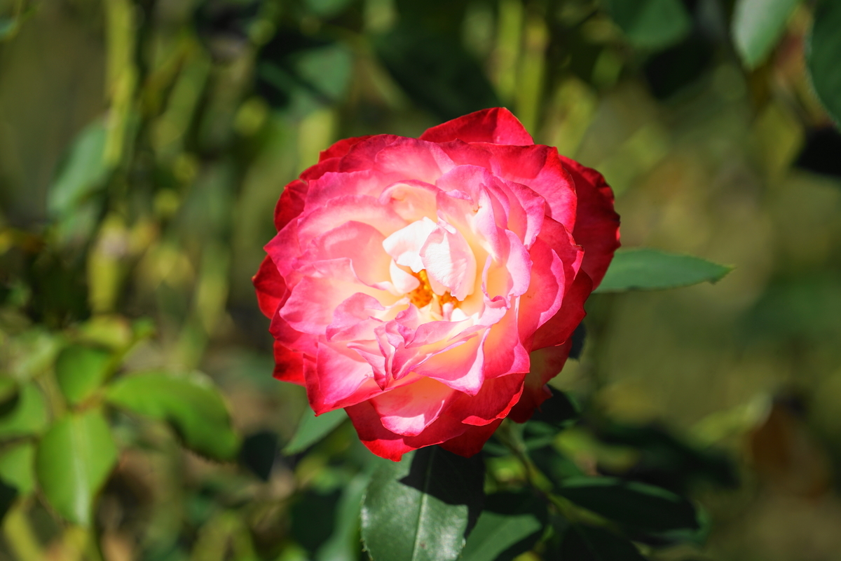 f:id:shigeo-t:20201031141141j:plain