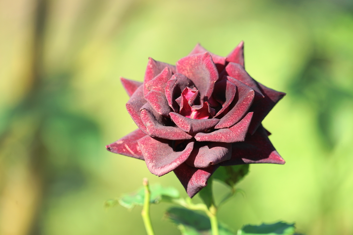 f:id:shigeo-t:20201031141206j:plain