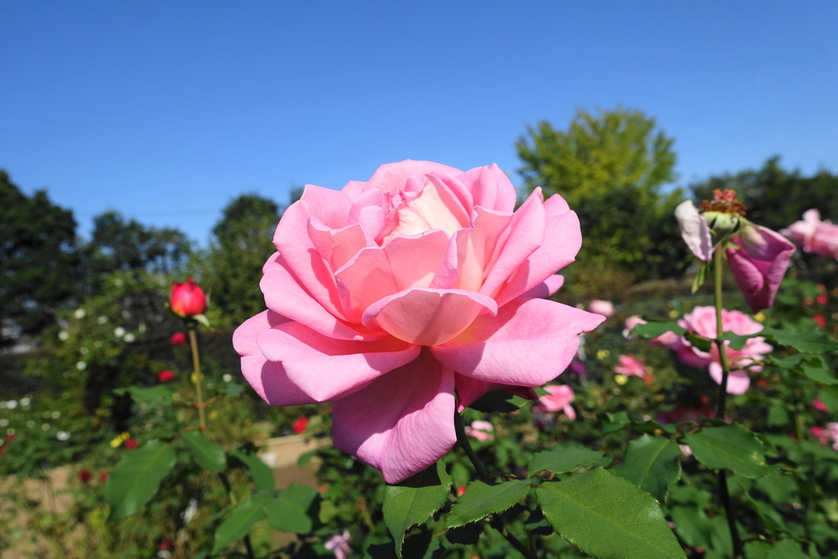 f:id:shigeo-t:20201031141406j:plain