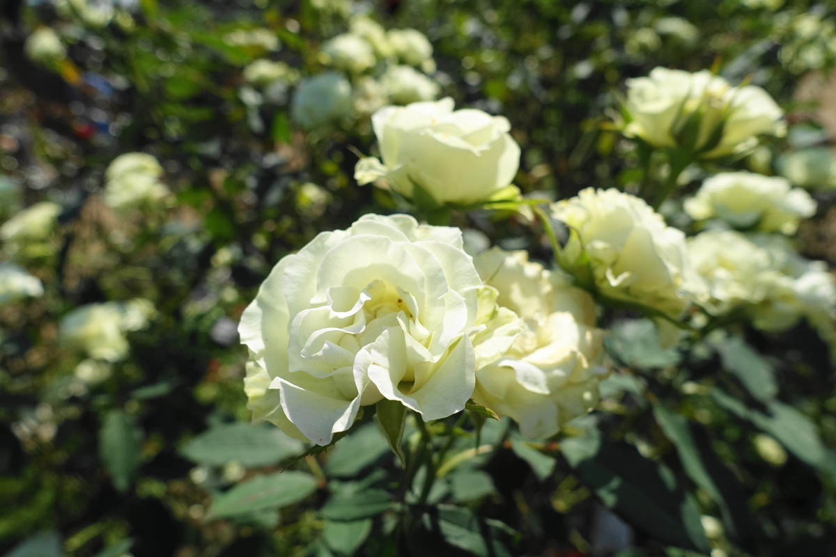 f:id:shigeo-t:20201031141532j:plain