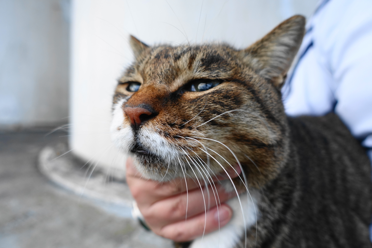 f:id:shigeo-t:20201103102511j:plain f:id:shigeo-t:20201103102511j:plain