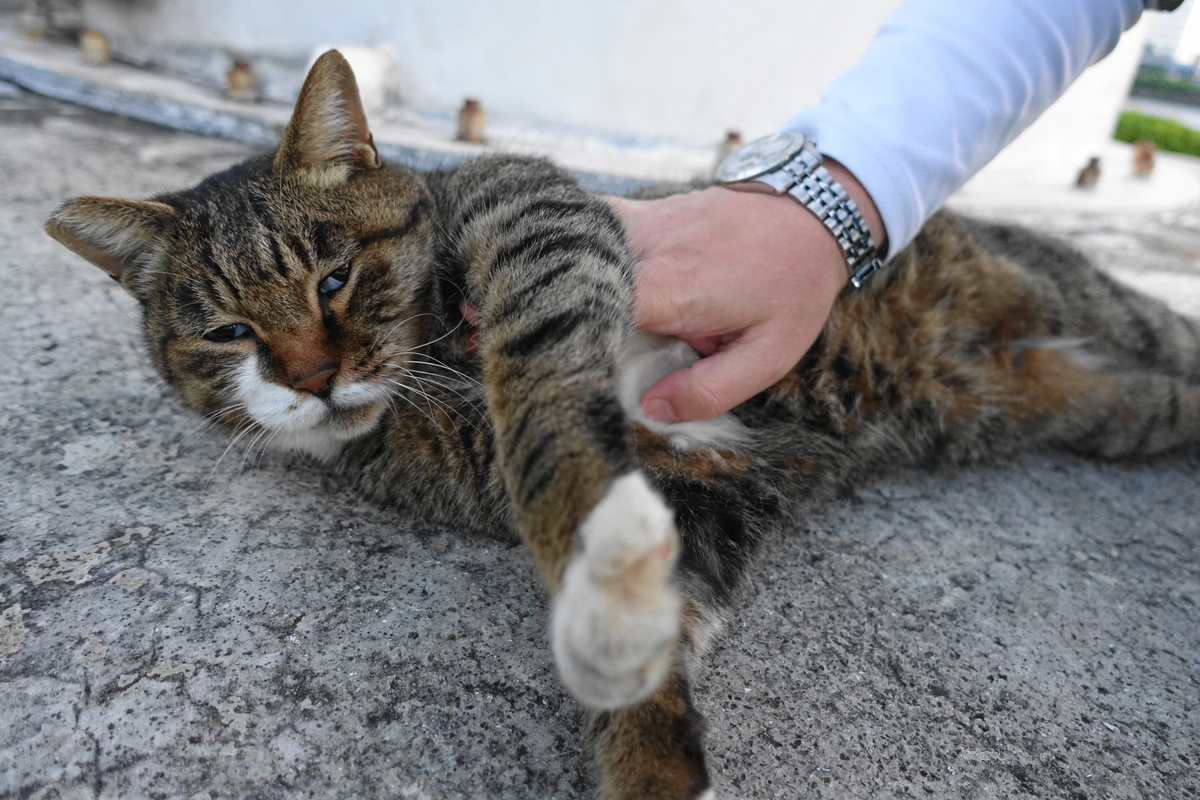 f:id:shigeo-t:20201109095326j:plain f:id:shigeo-t:20201109095326j:plain