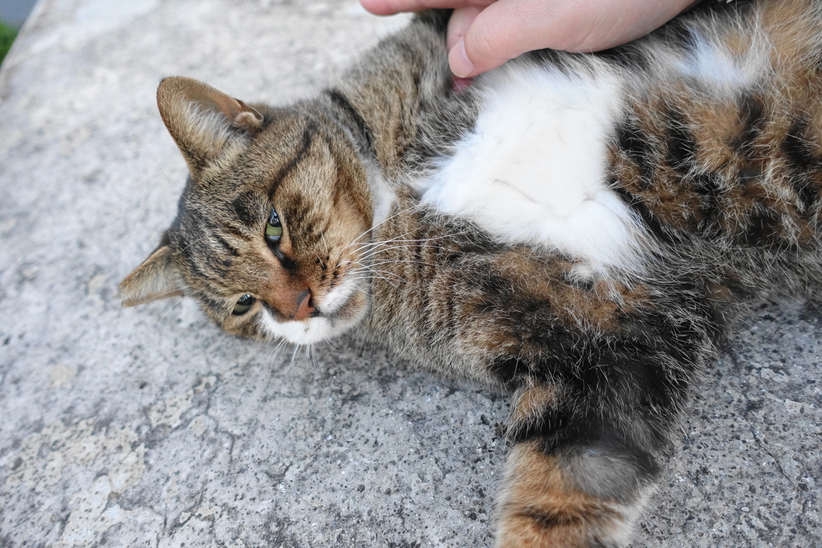 f:id:shigeo-t:20201109095353j:plain f:id:shigeo-t:20201109095353j:plain