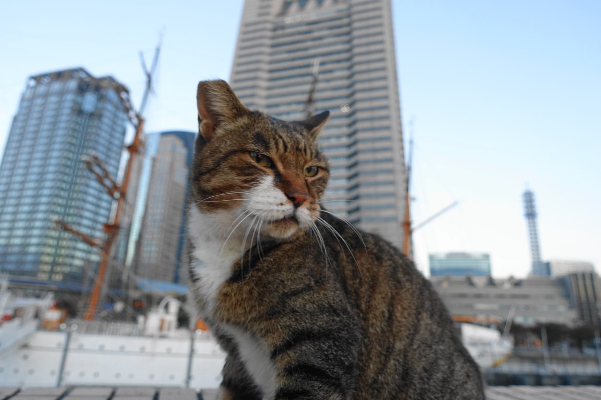 f:id:shigeo-t:20201109095447j:plain f:id:shigeo-t:20201109095447j:plain