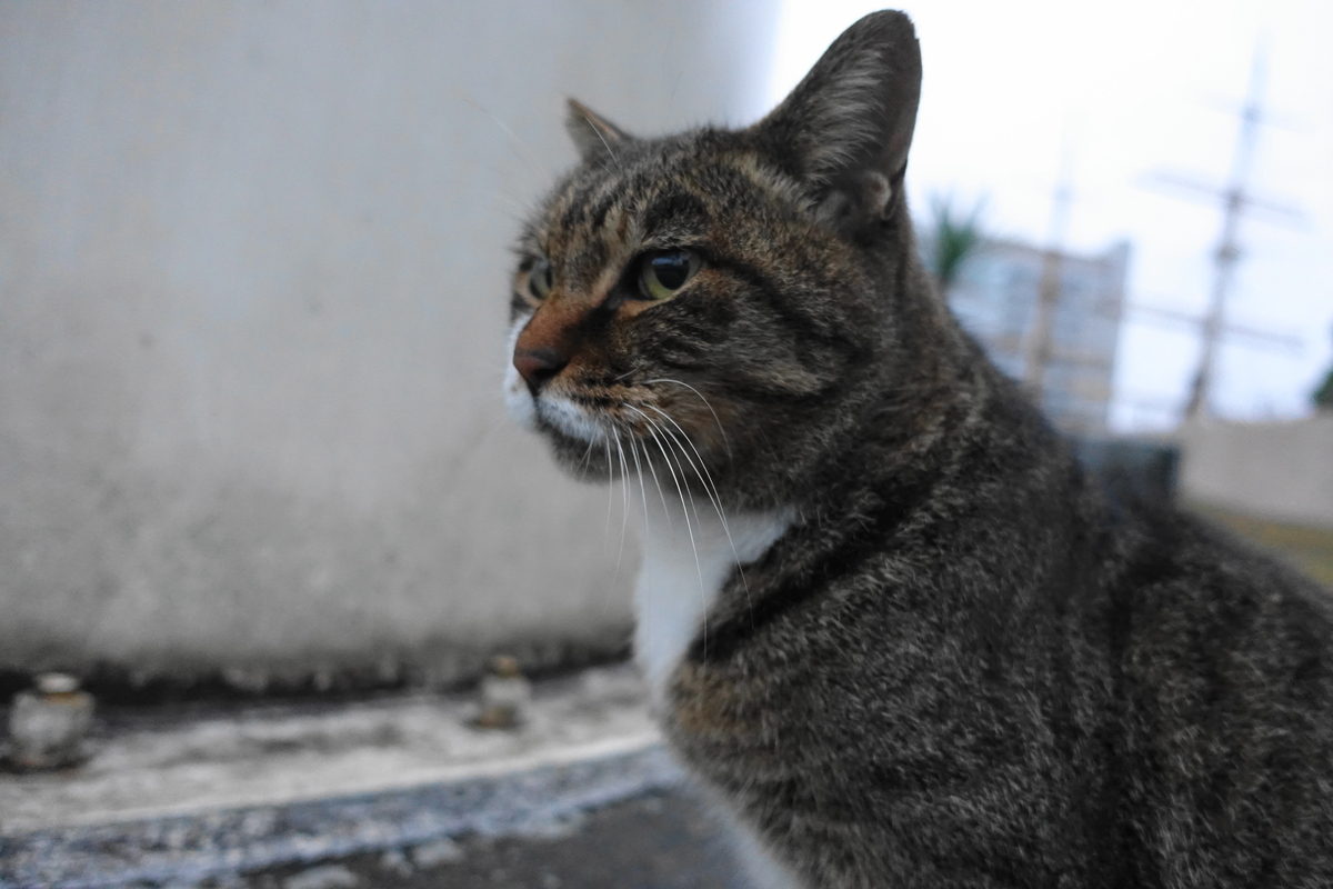 f:id:shigeo-t:20201109100314j:plain f:id:shigeo-t:20201109100314j:plain