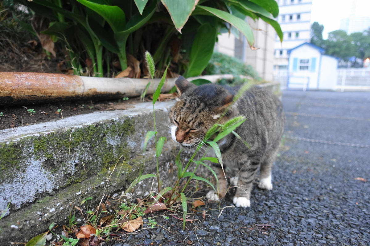 f:id:shigeo-t:20201109100815j:plain f:id:shigeo-t:20201109100815j:plain