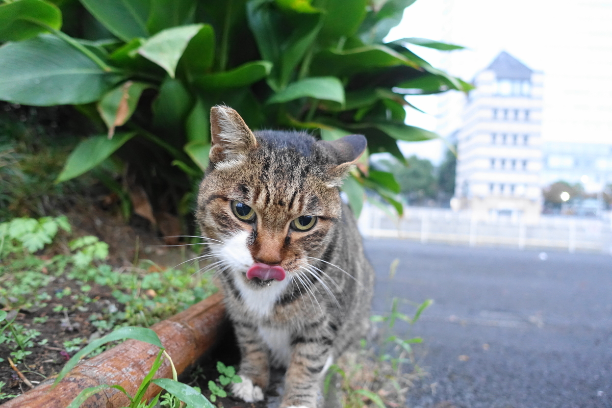 f:id:shigeo-t:20201109100836j:plain f:id:shigeo-t:20201109100836j:plain