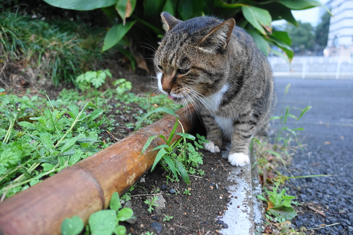 f:id:shigeo-t:20201109100858j:plain f:id:shigeo-t:20201109100858j:plain