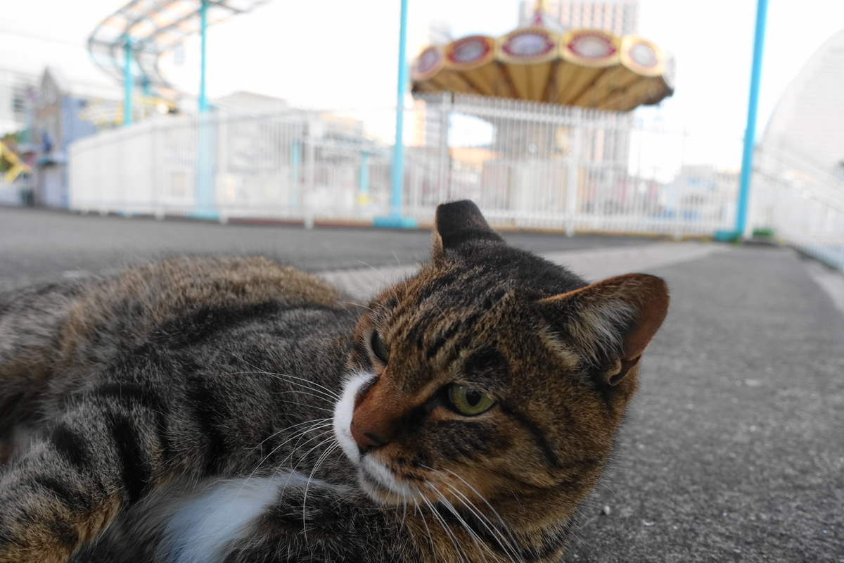f:id:shigeo-t:20201111094817j:plain f:id:shigeo-t:20201111094817j:plain
