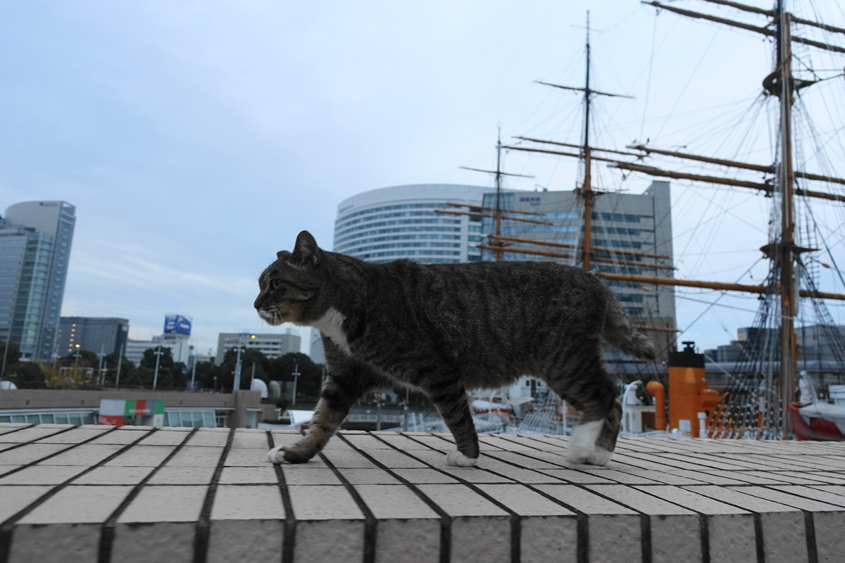 f:id:shigeo-t:20201111101628j:plain f:id:shigeo-t:20201111101628j:plain