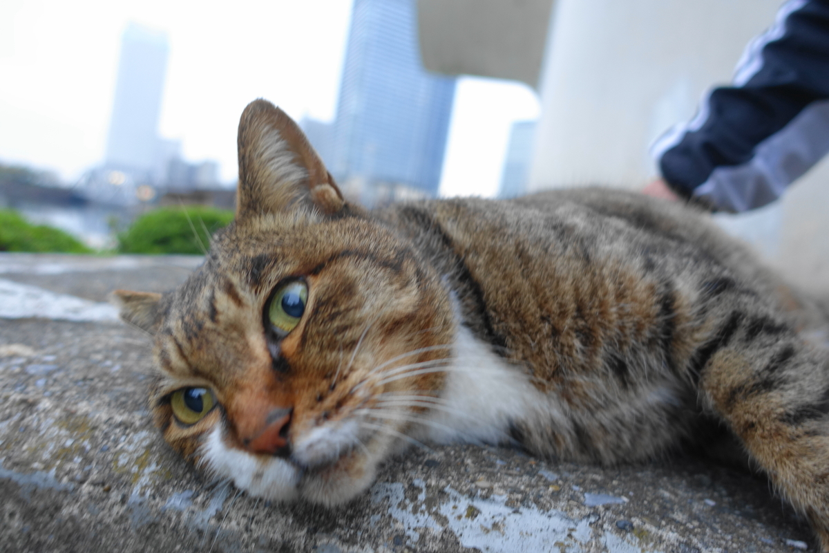 f:id:shigeo-t:20201111102128j:plain f:id:shigeo-t:20201111102128j:plain