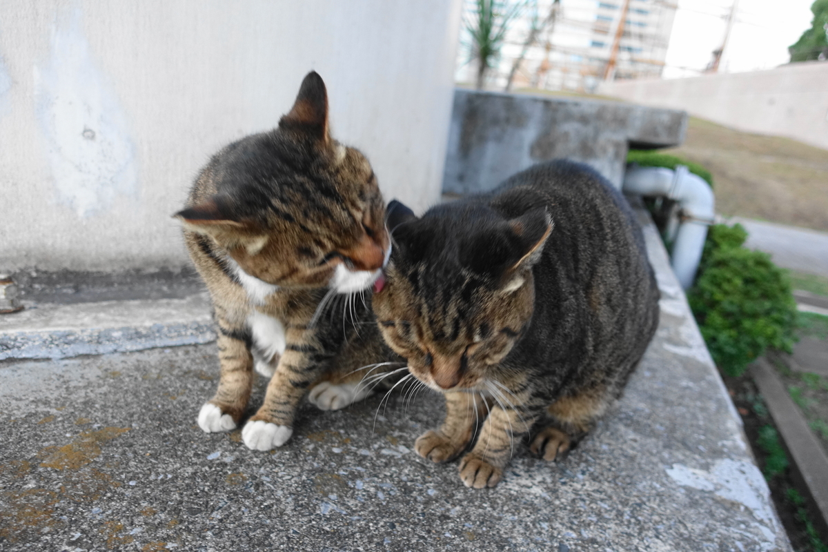 f:id:shigeo-t:20201113100839j:plain f:id:shigeo-t:20201113100839j:plain