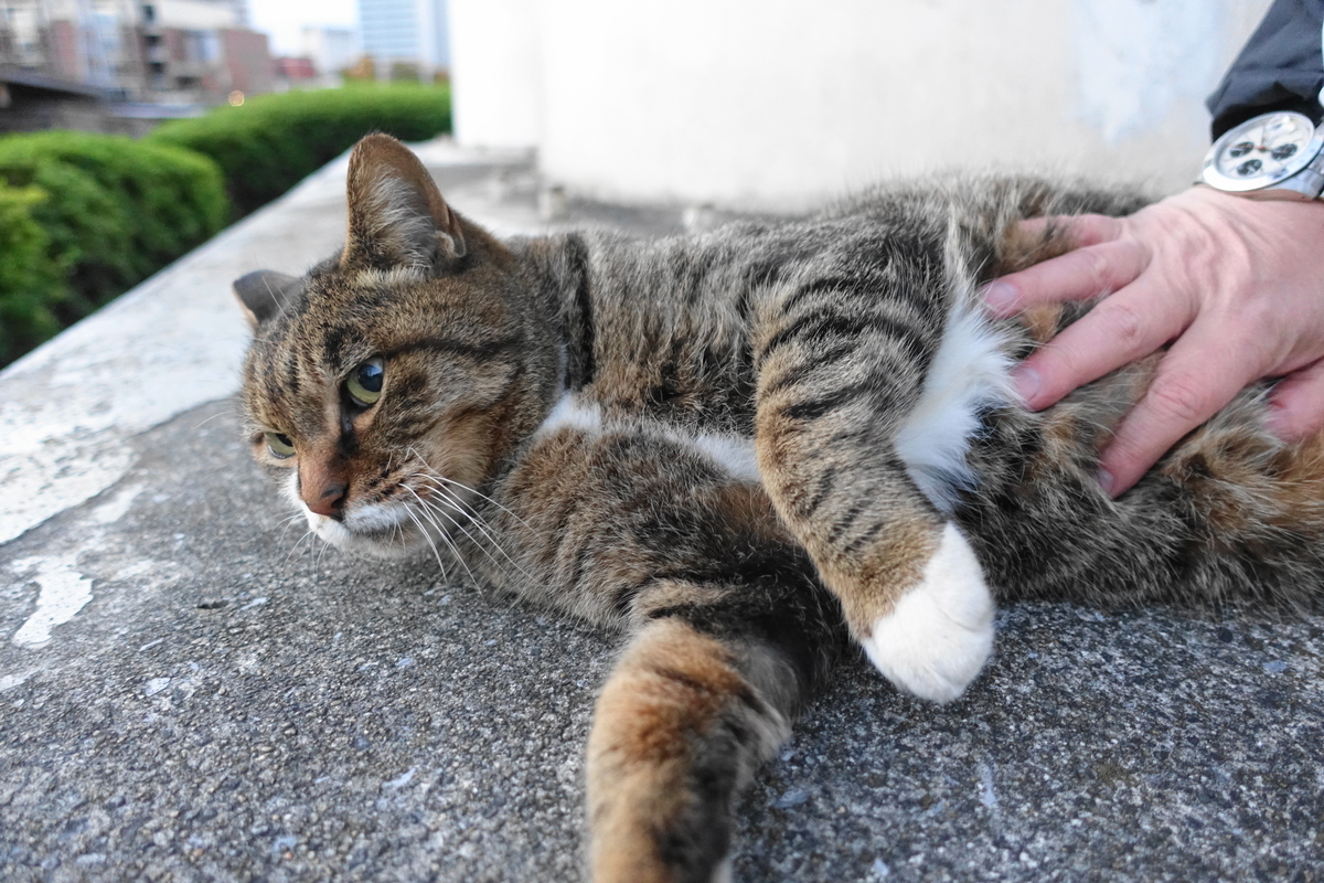 f:id:shigeo-t:20201113101230j:plain f:id:shigeo-t:20201113101230j:plain