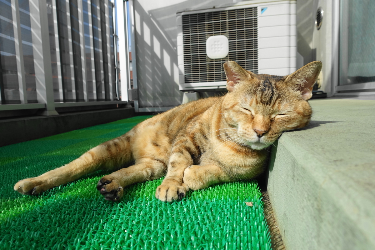 f:id:shigeo-t:20201121093744j:plain