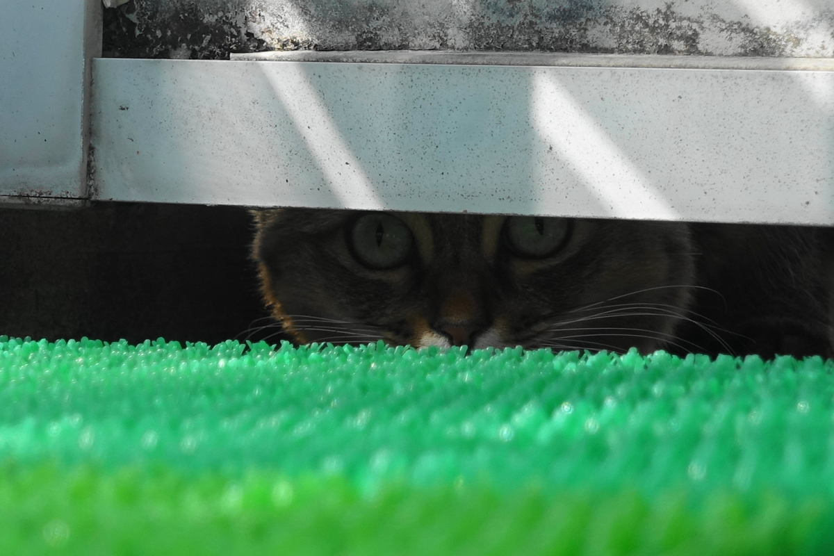 f:id:shigeo-t:20201121094054j:plain