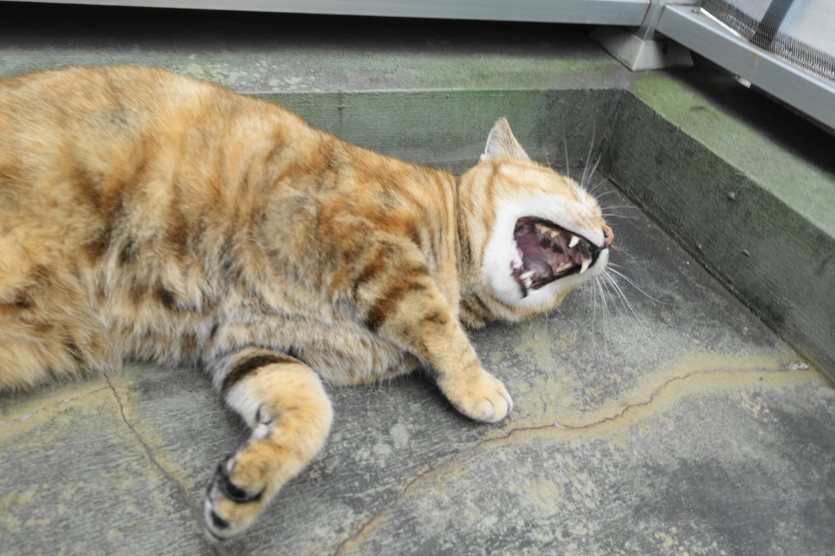 f:id:shigeo-t:20201121094256j:plain