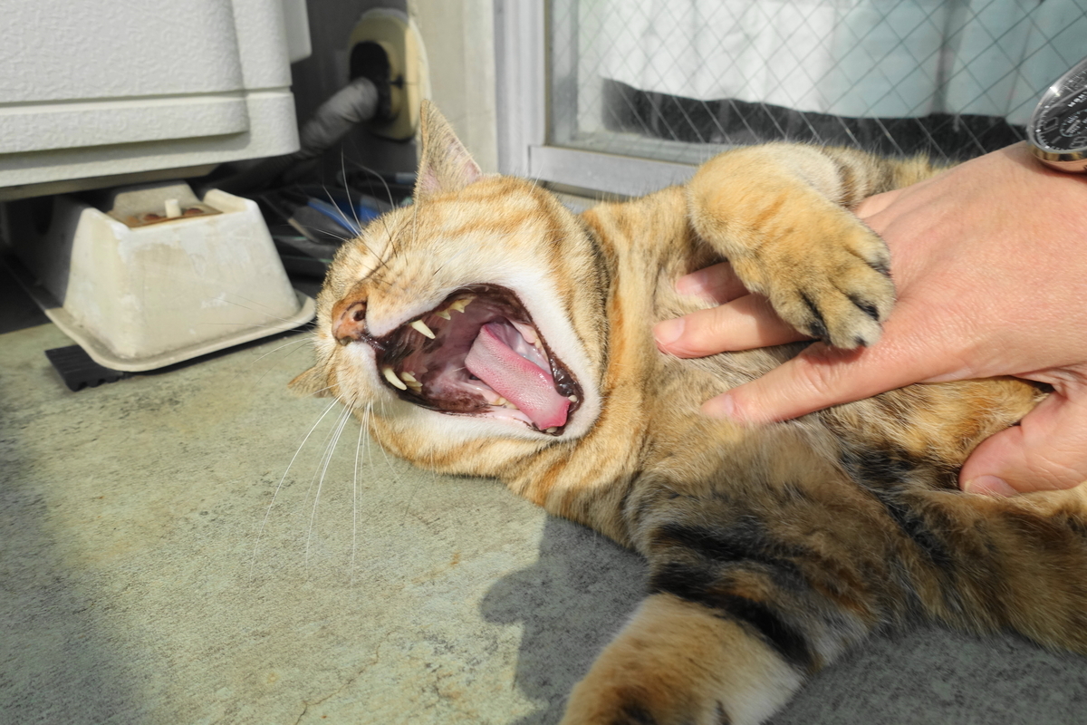 f:id:shigeo-t:20201121094345j:plain