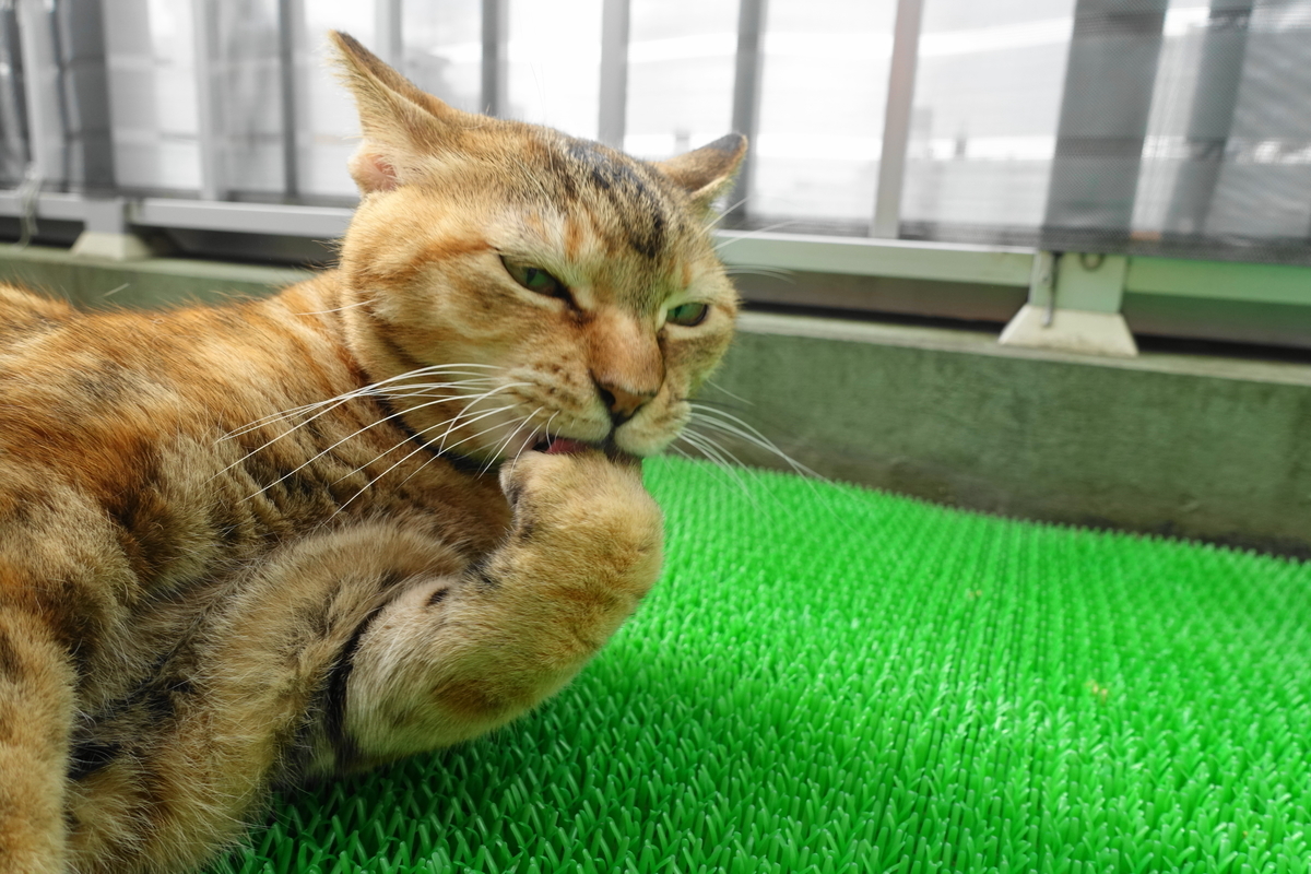 f:id:shigeo-t:20201121094448j:plain