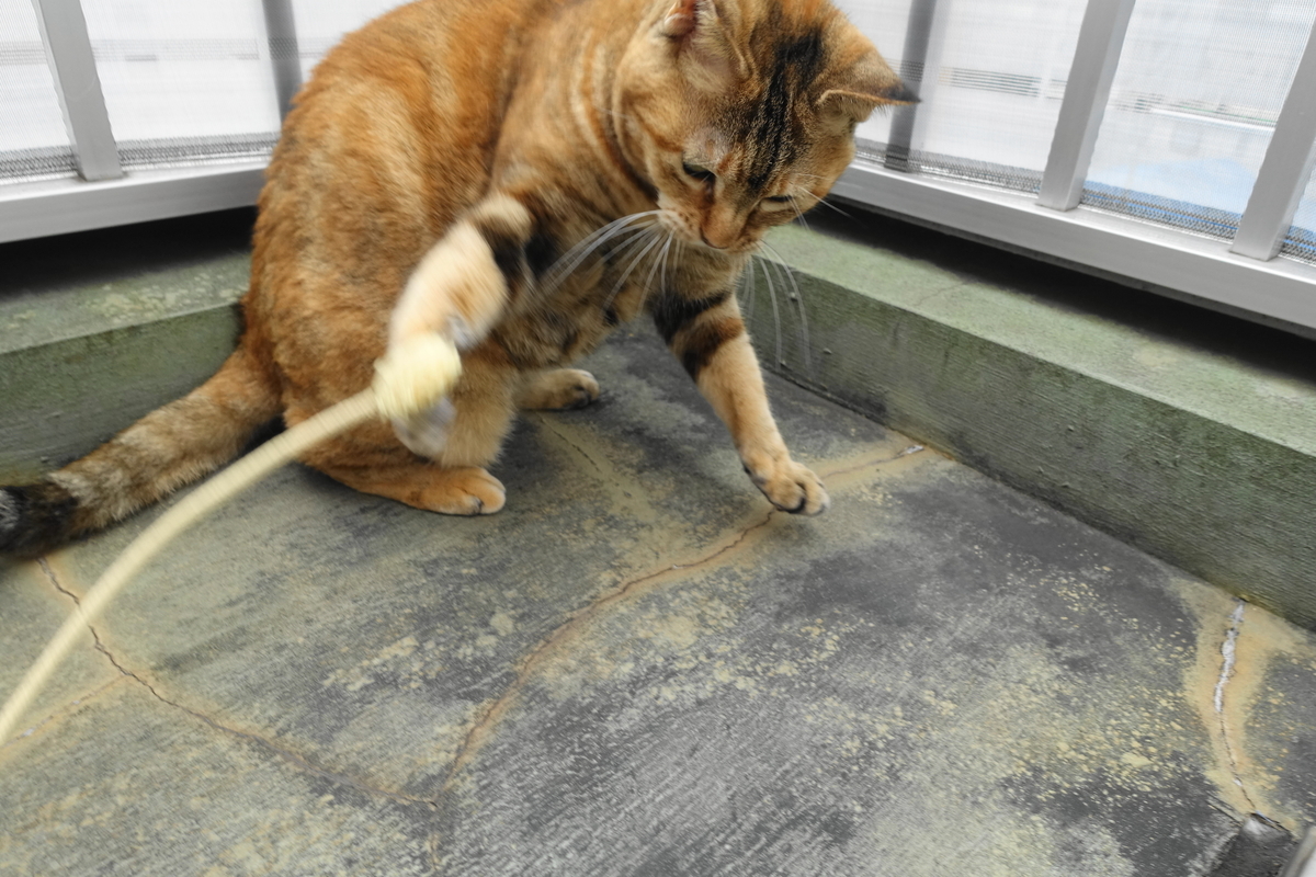 f:id:shigeo-t:20201121094540j:plain