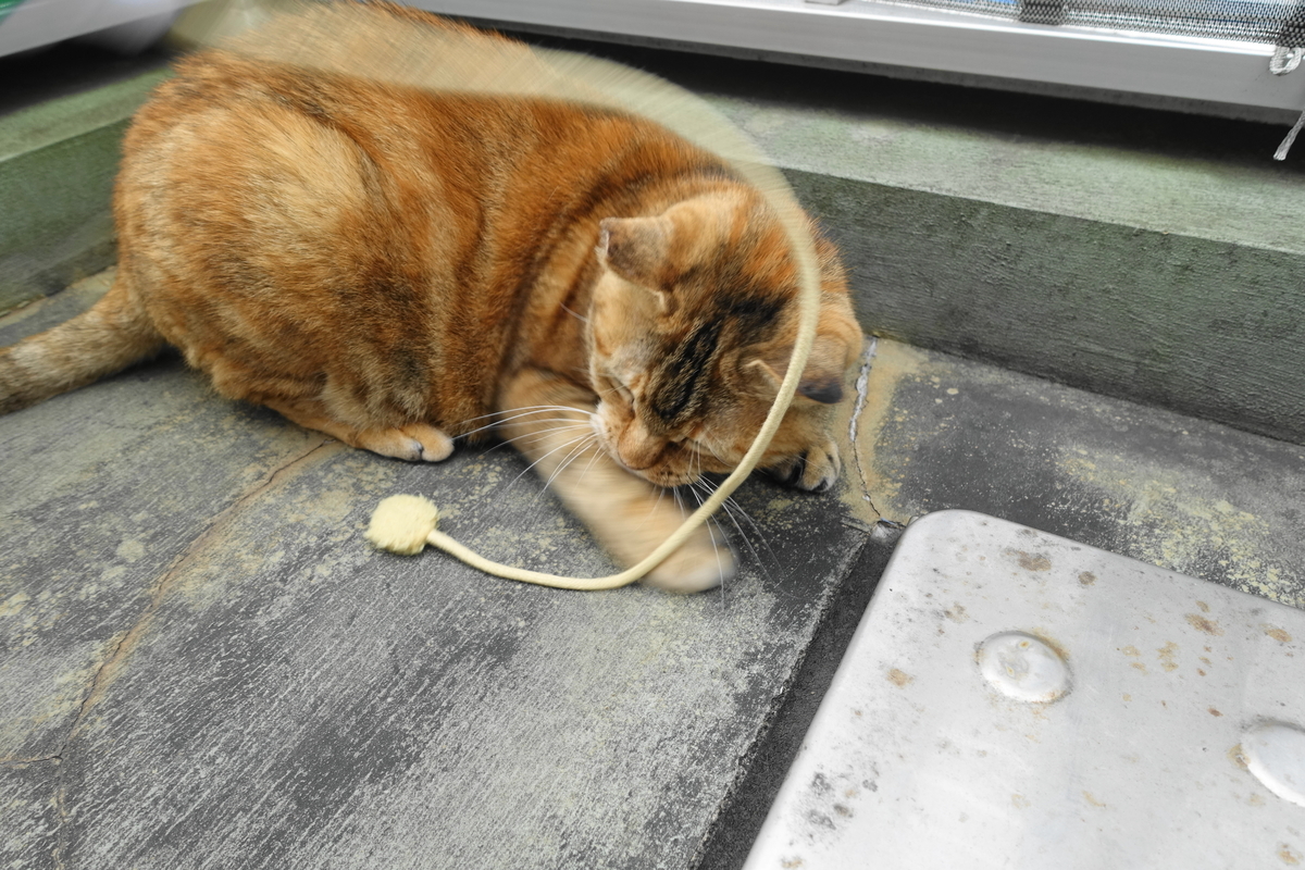 f:id:shigeo-t:20201121094552j:plain