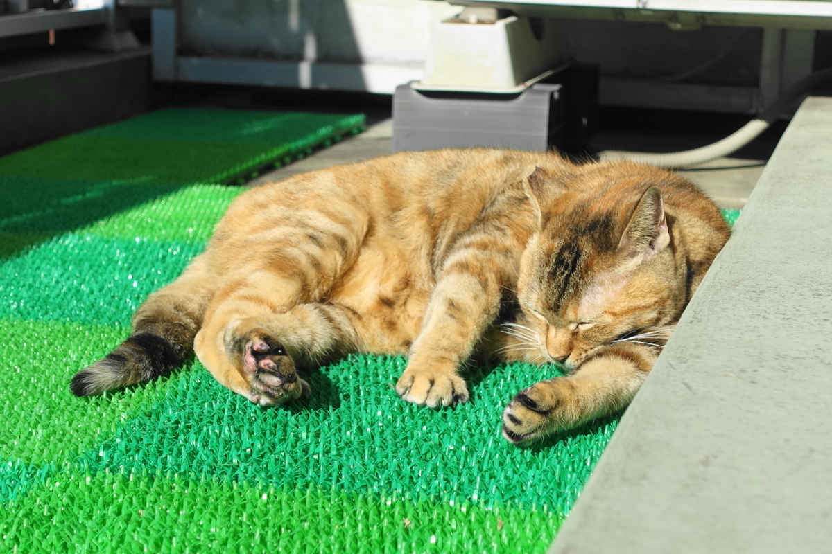 f:id:shigeo-t:20201121094839j:plain