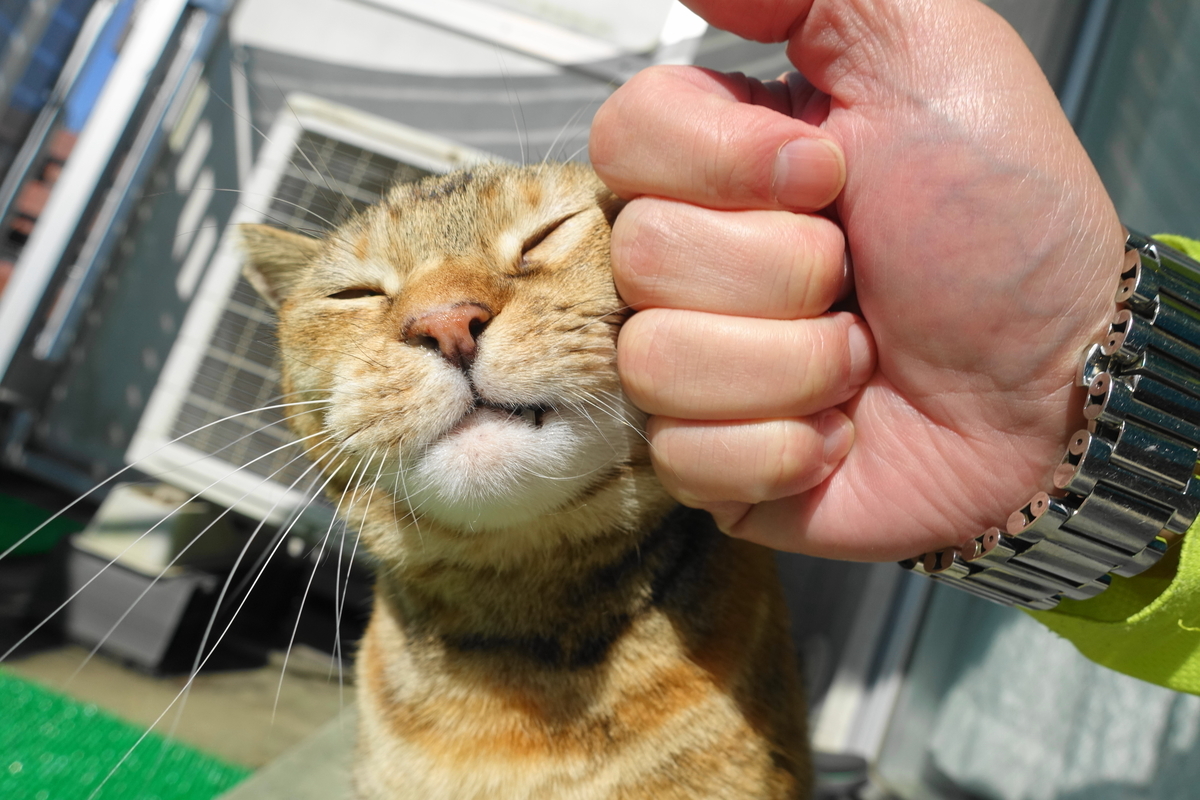 f:id:shigeo-t:20201121095032j:plain