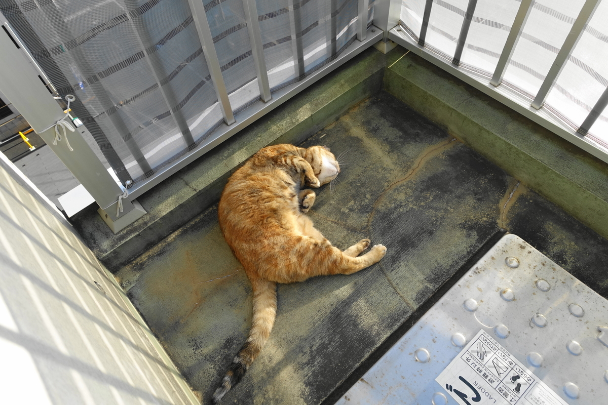 f:id:shigeo-t:20201121095157j:plain