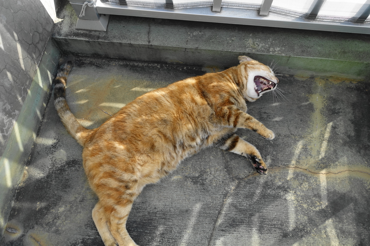 f:id:shigeo-t:20201121095224j:plain