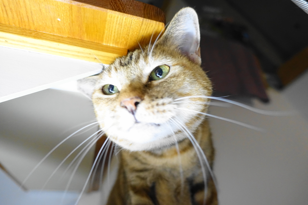 f:id:shigeo-t:20201121095501j:plain