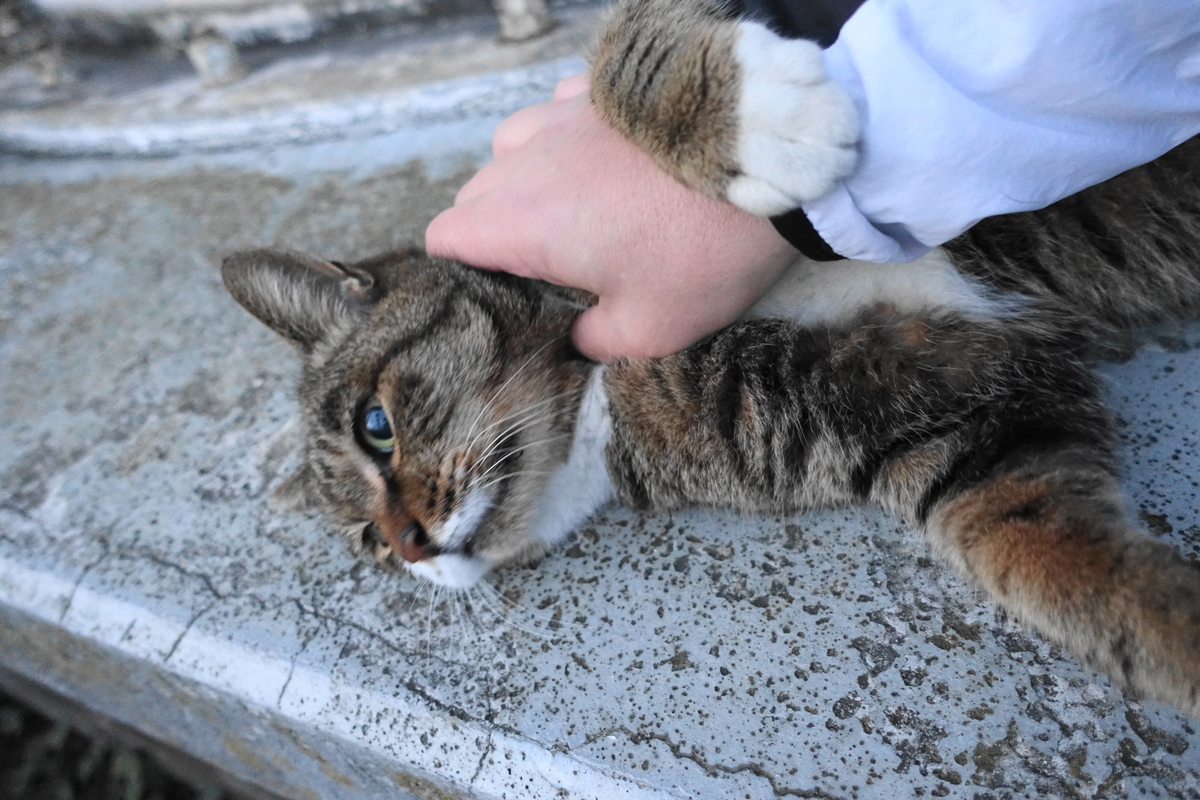 f:id:shigeo-t:20201130091249j:plain