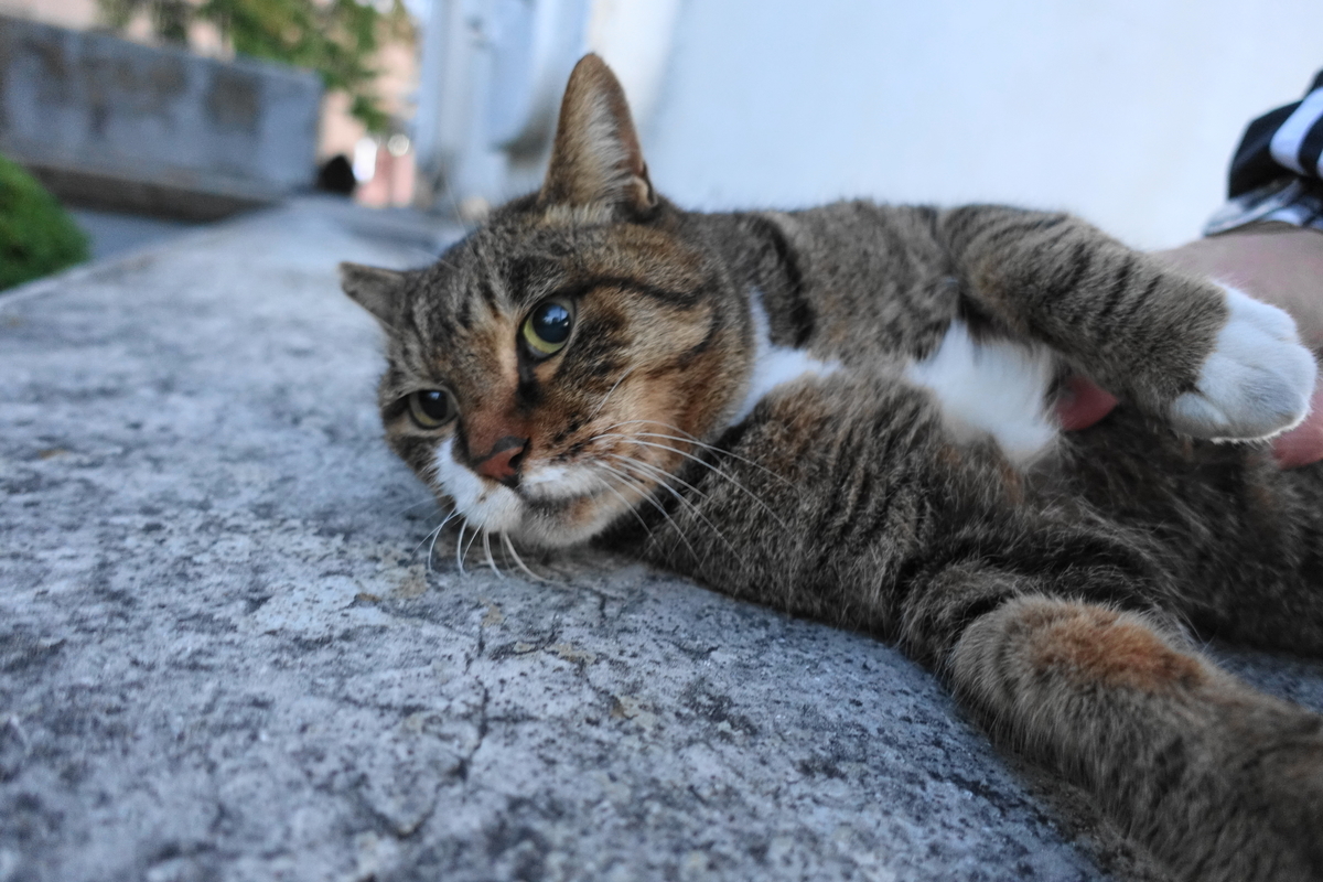 f:id:shigeo-t:20201130092513j:plain