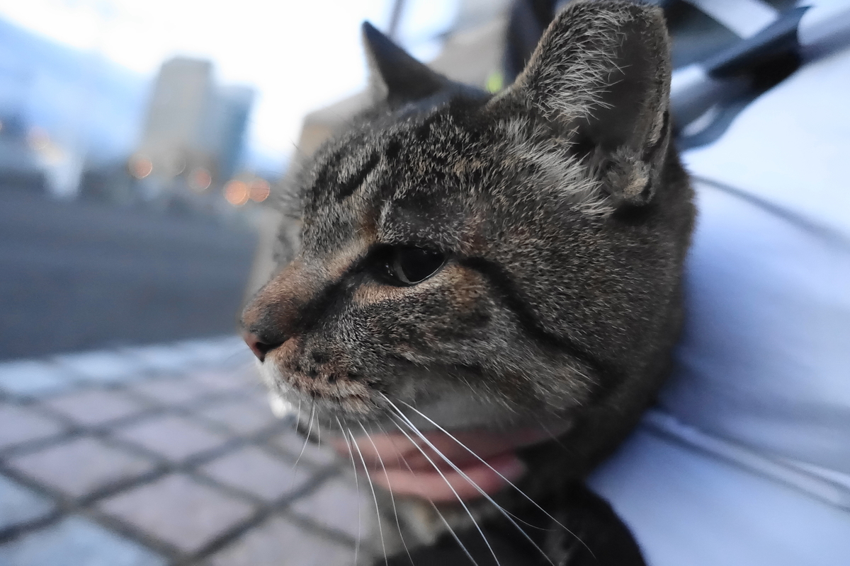 f:id:shigeo-t:20201130093719j:plain