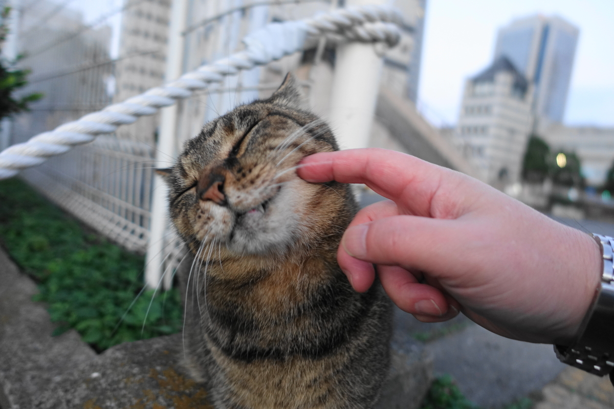 f:id:shigeo-t:20201130094012j:plain