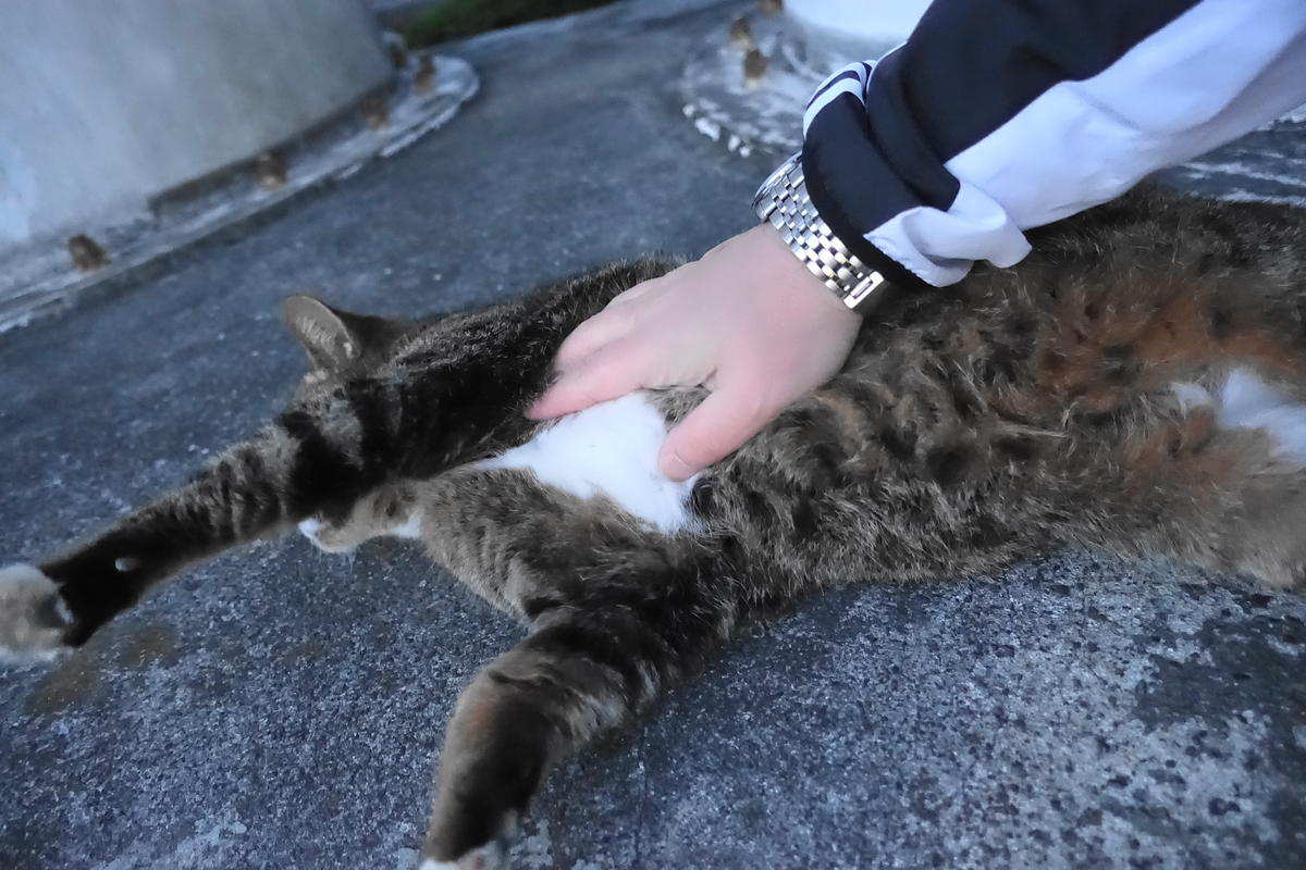f:id:shigeo-t:20201130094348j:plain