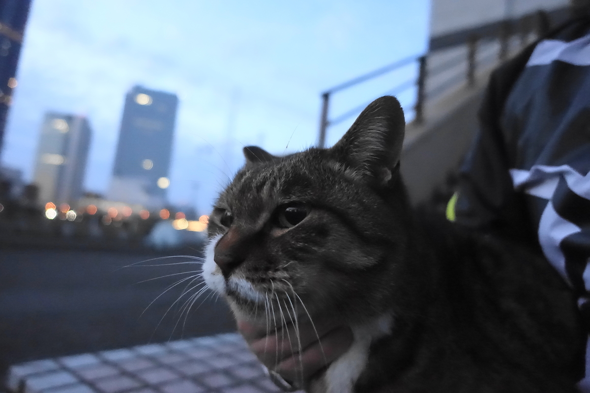 f:id:shigeo-t:20201130094725j:plain