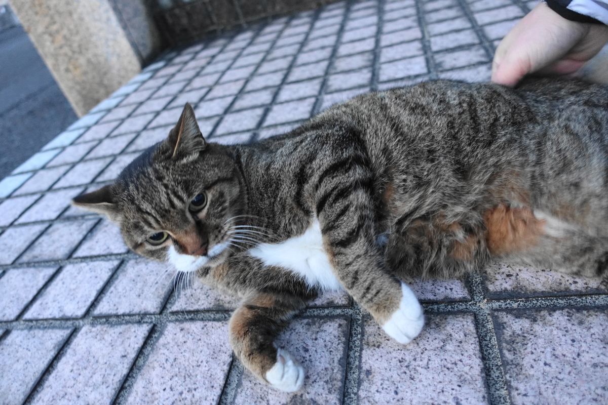 f:id:shigeo-t:20201130094748j:plain