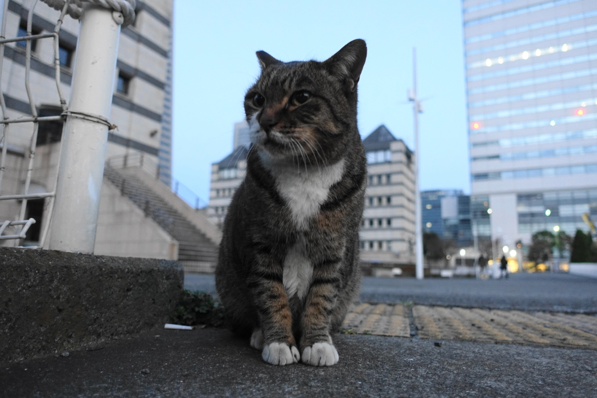 f:id:shigeo-t:20201130095017j:plain