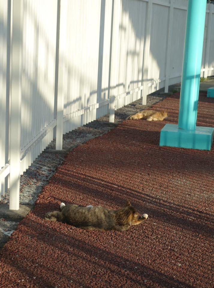 f:id:shigeo-t:20201204010735p:plain