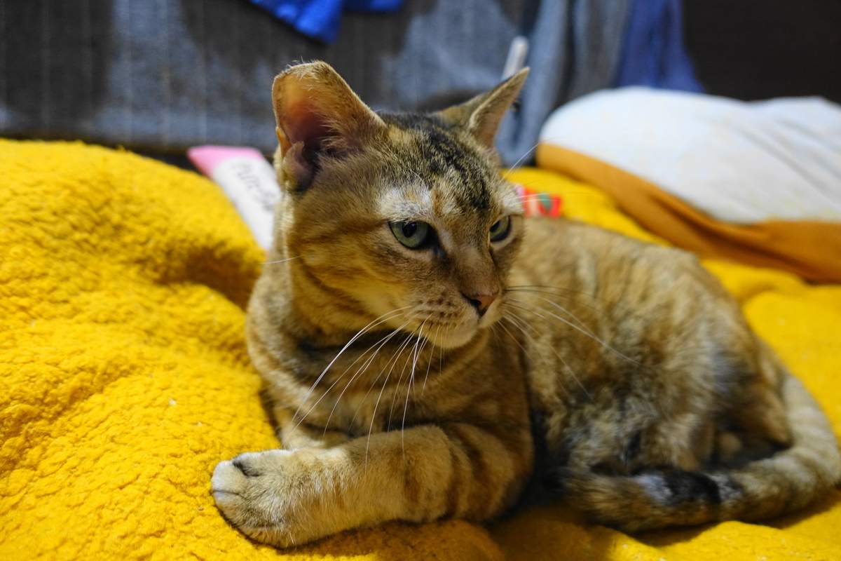 f:id:shigeo-t:20201204104110j:plain