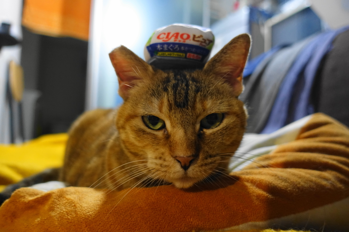 f:id:shigeo-t:20201204104149j:plain