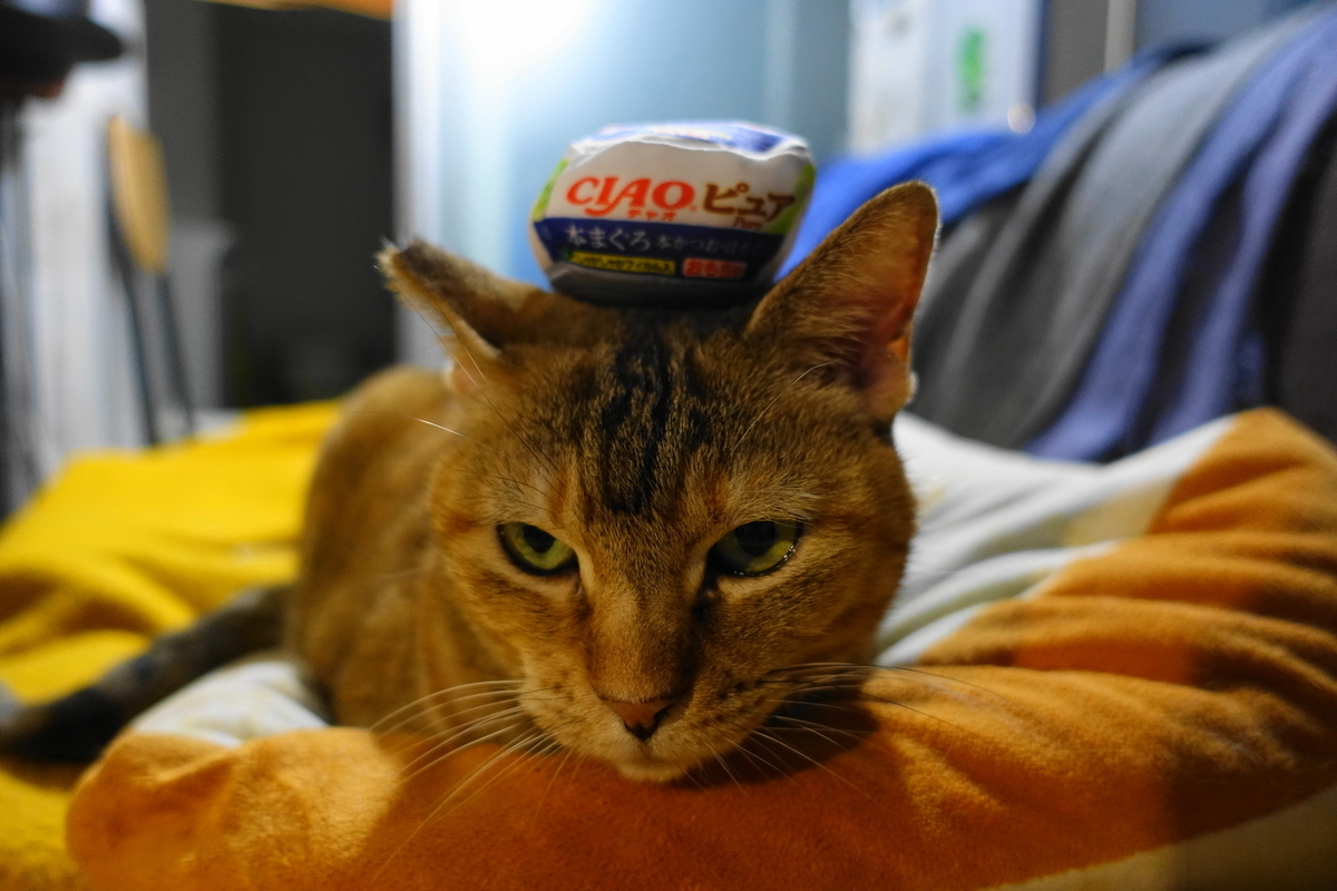 f:id:shigeo-t:20201204104151j:plain