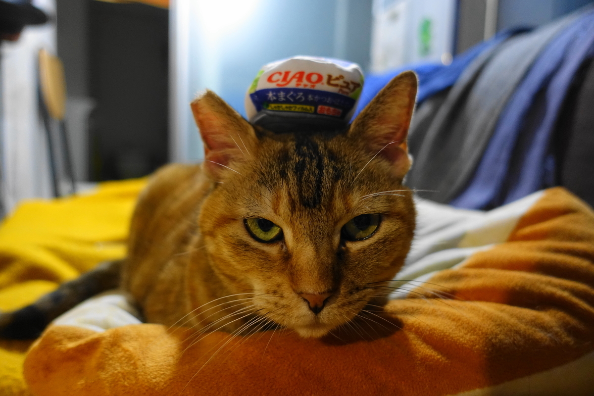 f:id:shigeo-t:20201204104154j:plain