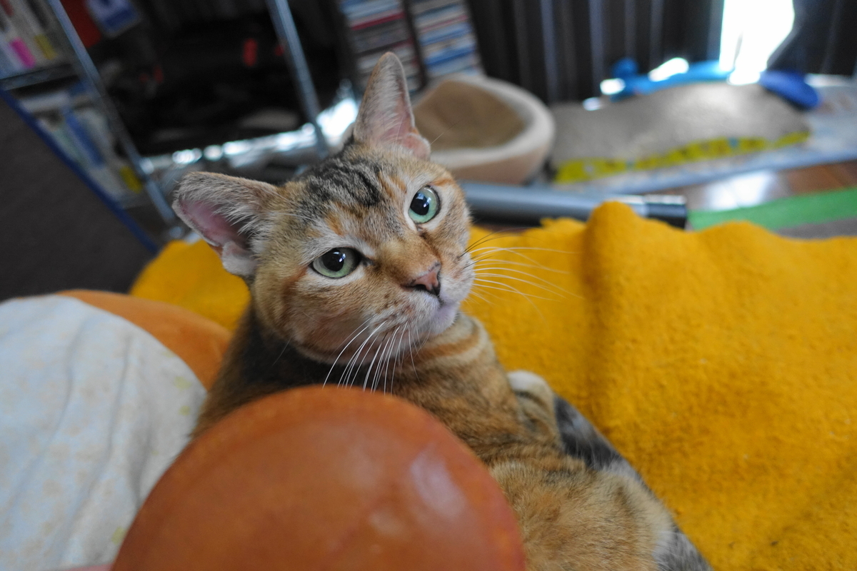 f:id:shigeo-t:20201204104358j:plain