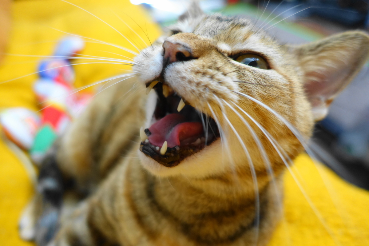 f:id:shigeo-t:20201204104454j:plain