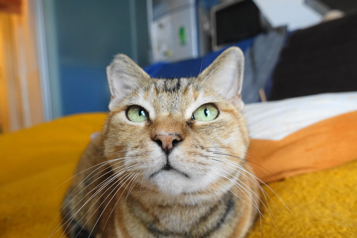 f:id:shigeo-t:20201204105744j:plain