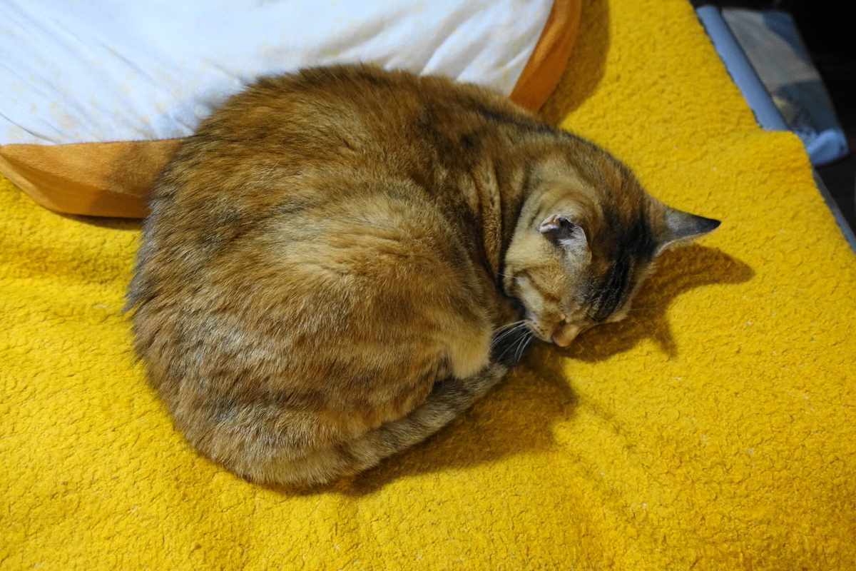 f:id:shigeo-t:20201204105840j:plain