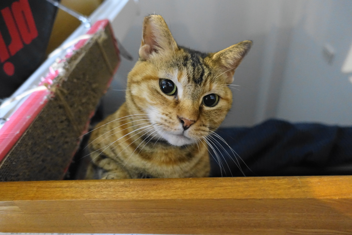 f:id:shigeo-t:20201204110141j:plain